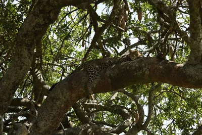 DSC_3984 (Large).JPG